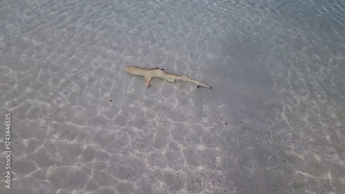 Baby shark swimming along the shore in Maldives