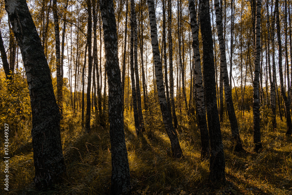 Fototapeta premium Sun setting through birch tree trunks in forest. Golden light illuminating autumn landscape in grove. Natural scenic view for wallpaper design.