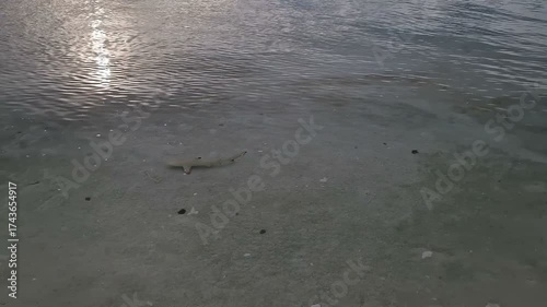 Baby shark swimming along the shore in Maldives