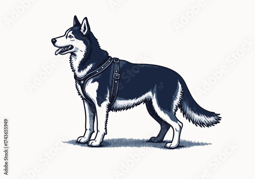 Husky dog wearing a harness stands proudly in a winter landscape, showcasing its thick fur and playful demeanor, embodying the spirit of winter adventures and companionship