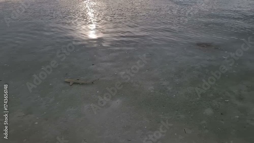 Baby shark swimming along the shore in Maldives