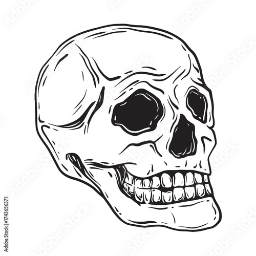 Sketch of human skull. Hand drawn ink vector illustration of human bones. Linear graphic elements cranium for design isolated on white background.