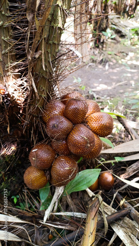 fresh ripe salacca fruit in salacca tree ready to harvest
