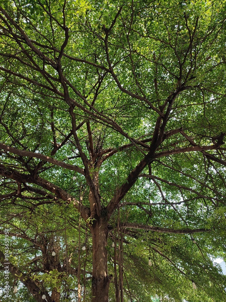 Obraz premium Majestic green tree with sprawling branches and lush foliage, showcasing natural forest beauty, vibrant woodland landscape, and peaceful outdoor environment for ecology and nature themes.