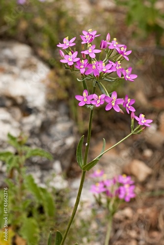 Common Centaury (Centaurium erythraea) Aegadian Islands. Sicily. Italy. Europe.