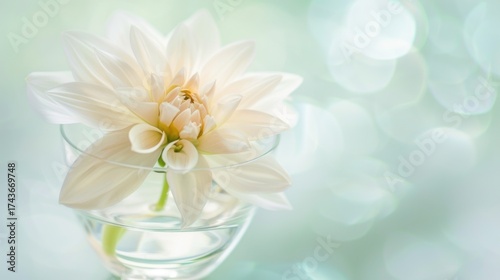 Spring & Summer Floral Beauty: Pink Roses, Purple Peonies, and Daisy Bouquets in Garden Arrangements