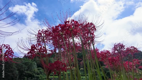 Time-lapse video of blue skies and red red spider lilies in Japan