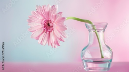 Spring & Summer Floral Beauty: Pink Roses, Purple Peonies, and Daisy Bouquets in Garden Arrangements