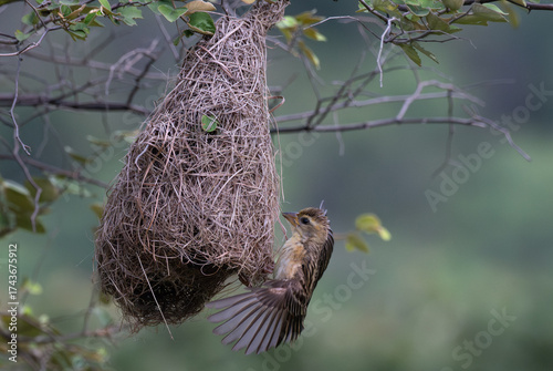 A beautiful  Baya weaver bird peaking out from  it nest   and well blurred lush green background with leaves.