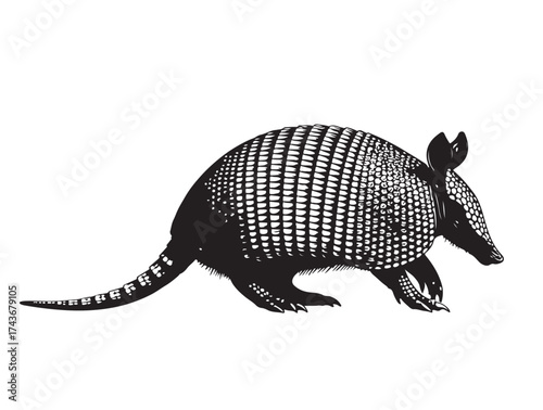 Armadillo on black and white in silhouette white background.