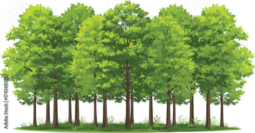 Forest landscape illustration, dense green tree row, vibrant foliage, perfect for nature design, environmental graphics, seasonal themes, and educational projects