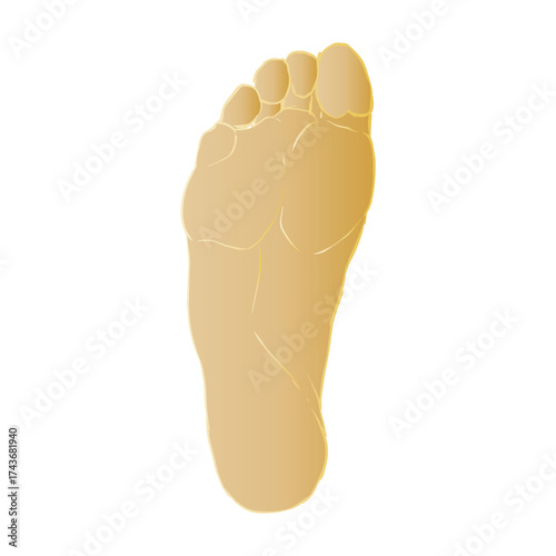 Clean and detailed vector illustration of a human foot sole, showcasing the anatomical features like the heel, arch, and toes, perfect for medical, health, or wellness-related graphic design projects 