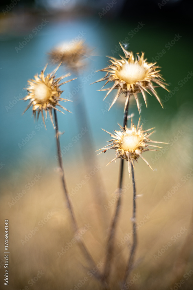 Obraz premium Thistles catch autumn light by the Guadalquivir River in Seville