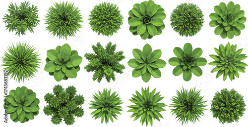 Top view plant collection, diverse foliage shapes, realistic greenery icons, perfect for landscape design, botanical studies, garden planning, and nature-themed illustrations