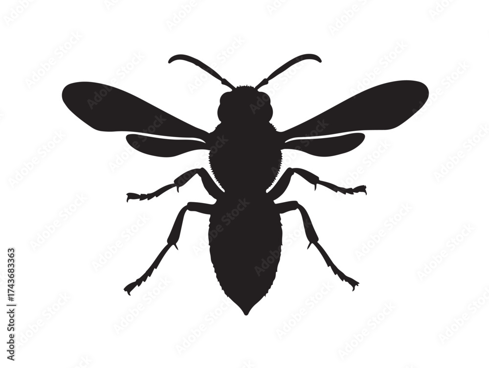 Fototapeta premium Hornet full top view in silhoette white background.