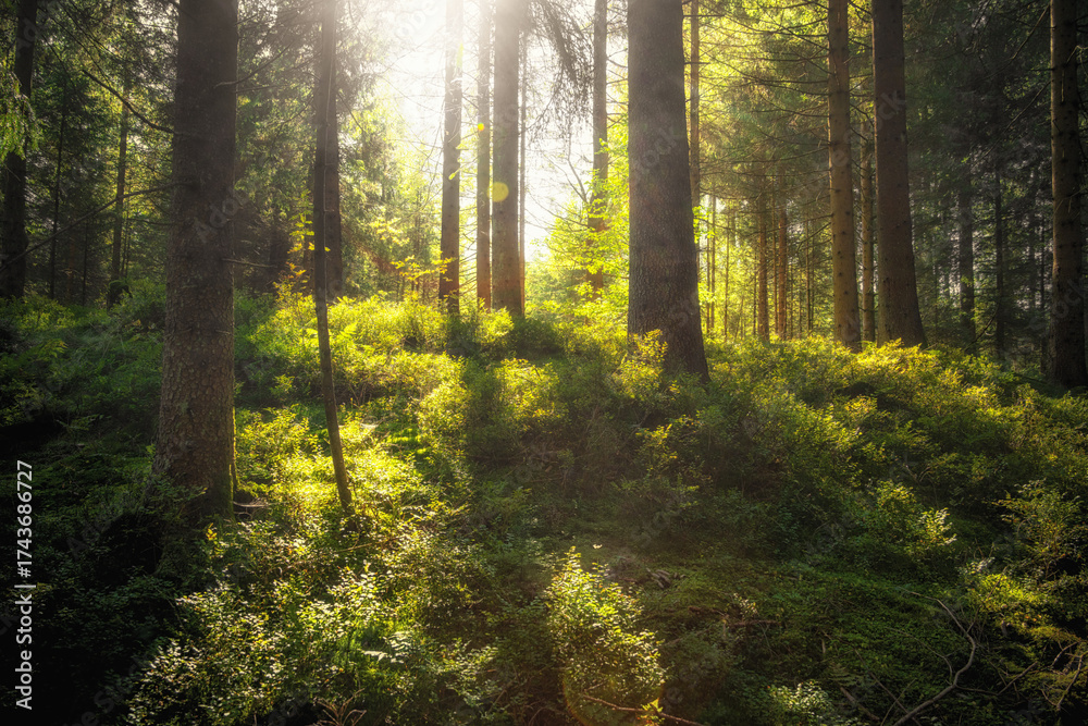 Obraz premium Märchenhafter grüner Wald am Morgen mit Sonne