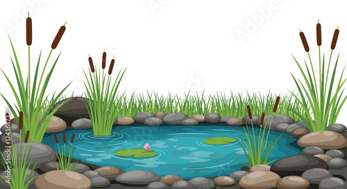A beautiful serene garden pond ecosystem with aquatic plants and smooth stones.