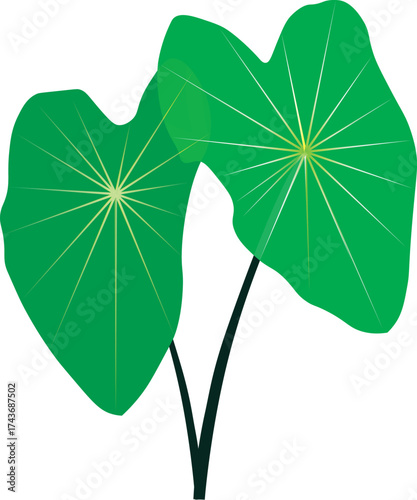 Four leaf green clover isolated on white background