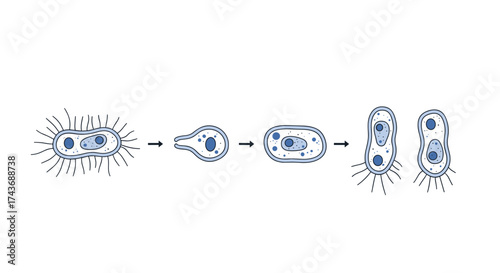 The fundamental process of bacterial cell division through binary fission illustrated step by step.