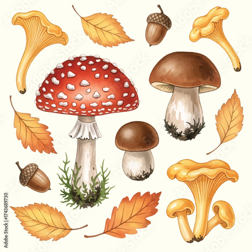 set of collection mushroom autumn watercolor elements