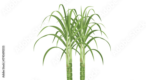Sugarcane stalks with long green leaves against a white background. 