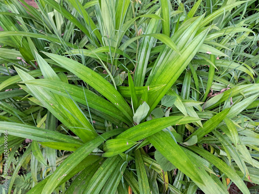 Obraz premium Fresh Green Pandan Leaves in the Garden