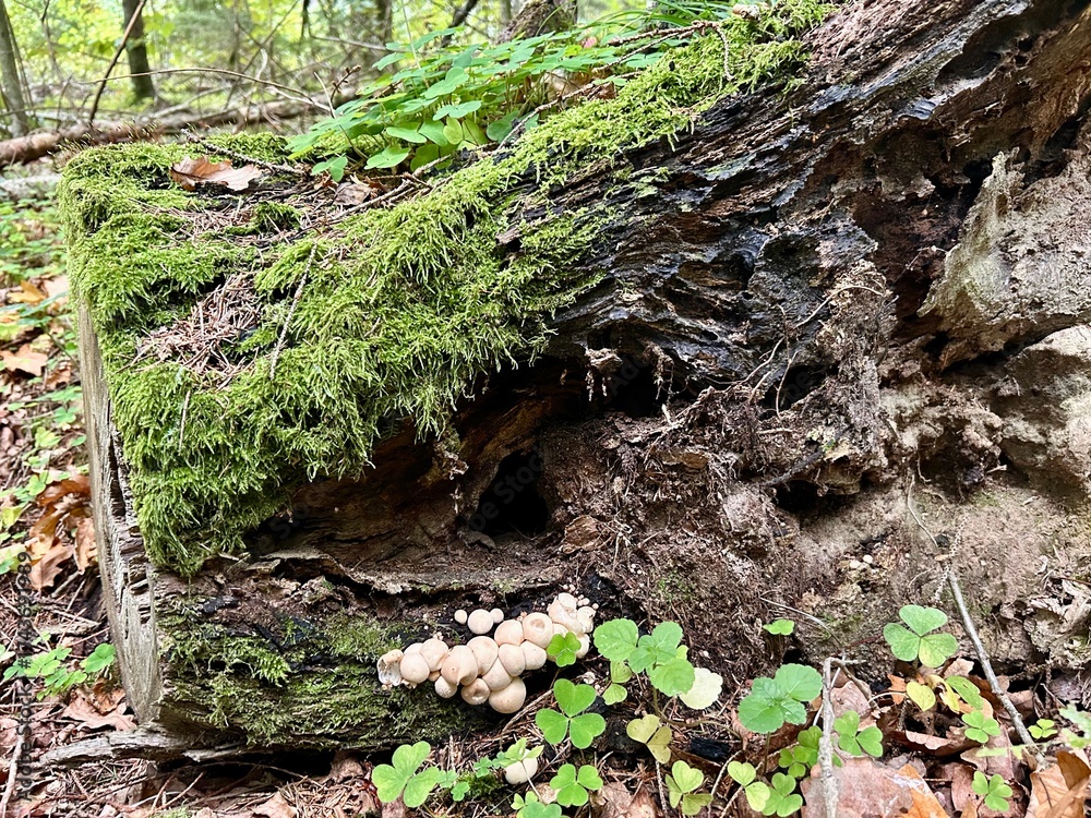 Obraz premium mushrooms grow on a tree trunk covered with moss 