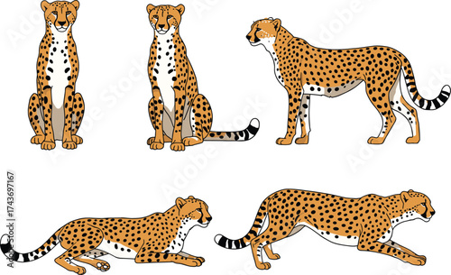 Illustrated cheetahs in various poses including sitting, standing, lying, and stalking for wildlife .