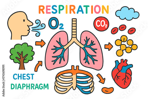 Lungs and Oxygen Doodles. Respiration. Colorful Hand-drawn doodle Children illustration Lungs, oxygen molecule, carbon dioxide bubble, blood cells, diaphragm,