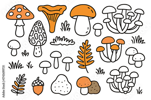 Colorful Mushroom Sketches. Mushrooms. Hand-drawn doodle illustration toadstool (colored), chanterelle, porcini (colored), morel, oyster mushroom (colored),
