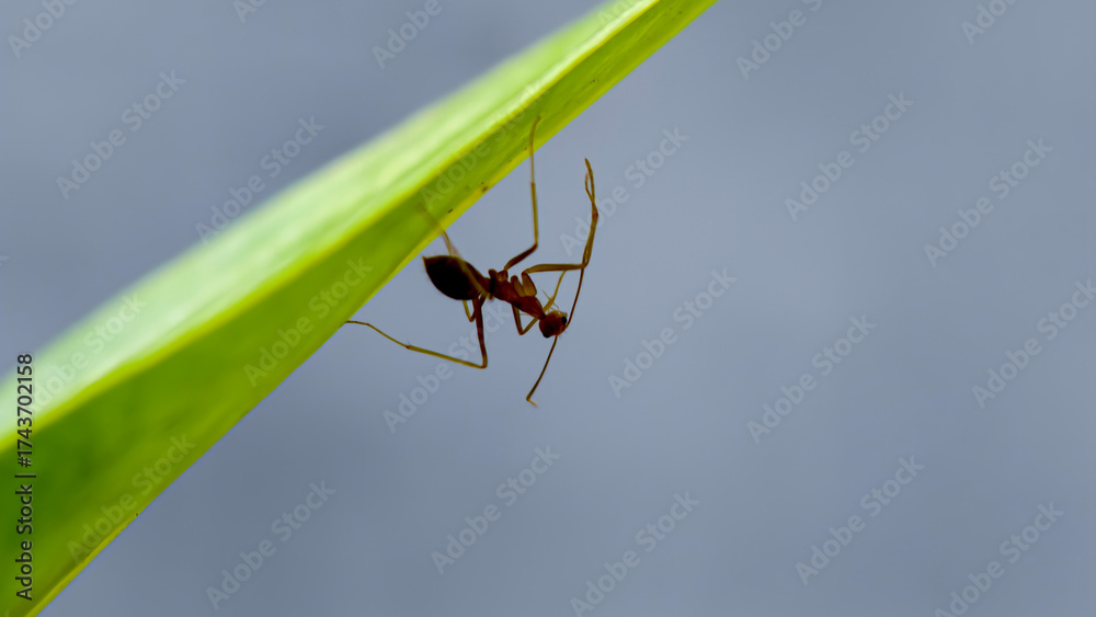custom made wallpaper toronto digitalFocused close-up captures an ant clinging to the edge of a vibrant green leaf against a soft gray