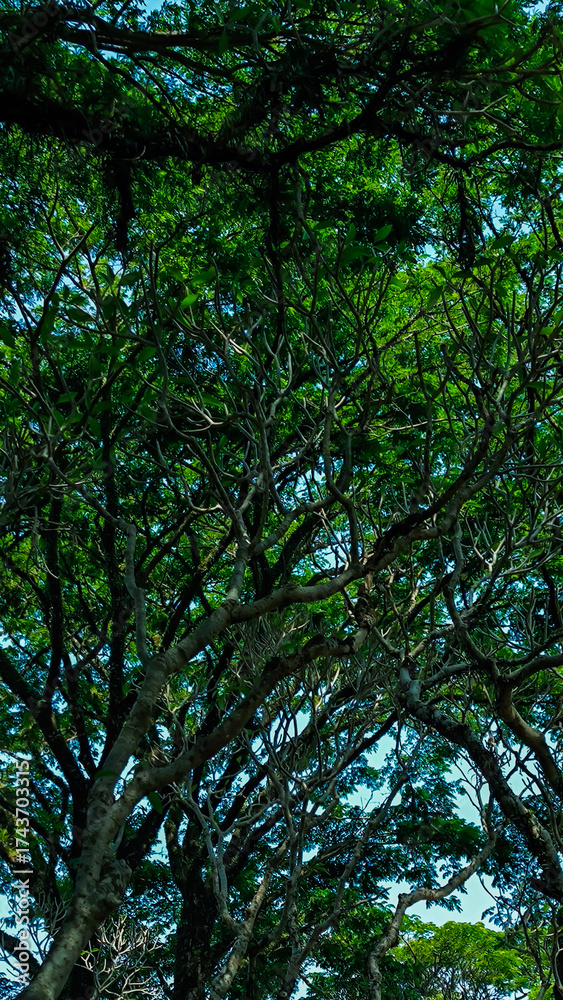 Obraz premium Lush canopy above forming a vibrant emerald ceiling in nature's peaceful embrace