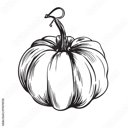  Ink drawing of a round, squat pumpkin with a looped stem.