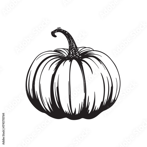  Bold black and white ink sketch of a plump pumpkin.