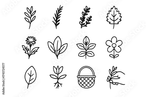 Wild Herb Icon Set. Wild herbs. Line outline icon set of wild herbs: herb sprig, rosemary, thyme, nettle,