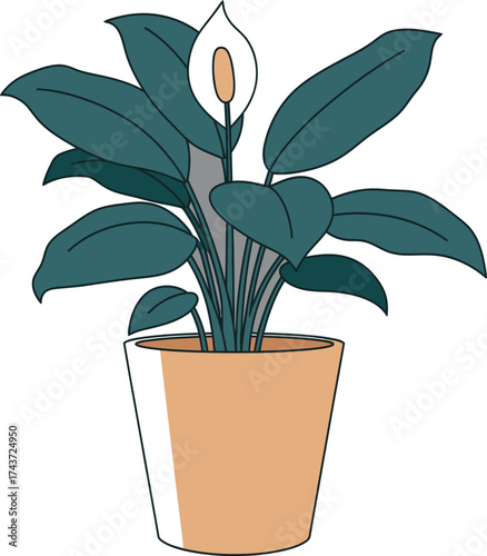 Potted Peace Lily Plant Illustration
