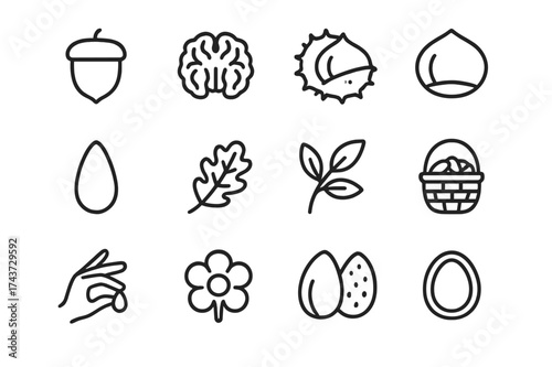 Edible Nuts Icons. Edible nuts. Line outline icon set of edible nuts: acorn, walnut, chestnut, hazelnut, pine