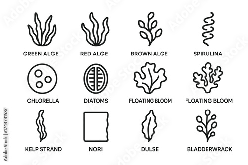 Algae Icon Collection. Algae varieties. Line outline icon set of algae varieties: green algae, red algae,