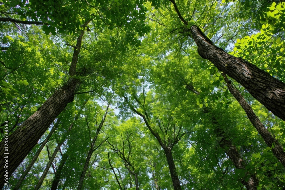 Obraz premium Forest backgrounds vegetation landscape.