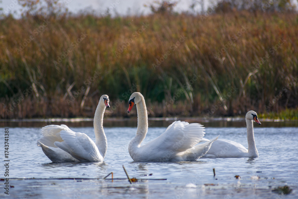 Obraz premium two swans in the lake