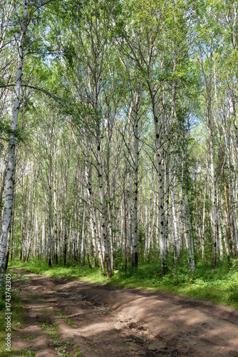 Forest path in a birch grove on a sunny day in the Azov-mountain nature park
