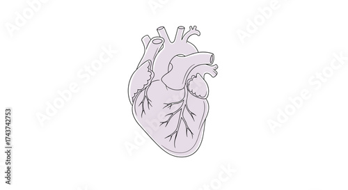 A stylized illustration of a pale purple anatomical heart with a white background, depicting its intricate network of veins and arteries.