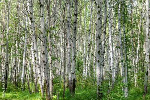 In a birch grove on a sunny day in the Azov-mountain nature park