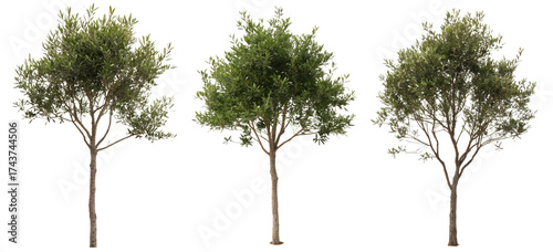 Three olive trees stand against a transparent background, each differing in height and shape. Their green leaves create a striking contrast, emphasizing the beauty of nature.