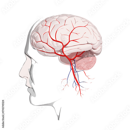 human brain anatomy