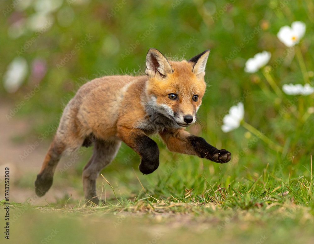 Fototapeta premium Baby red fox