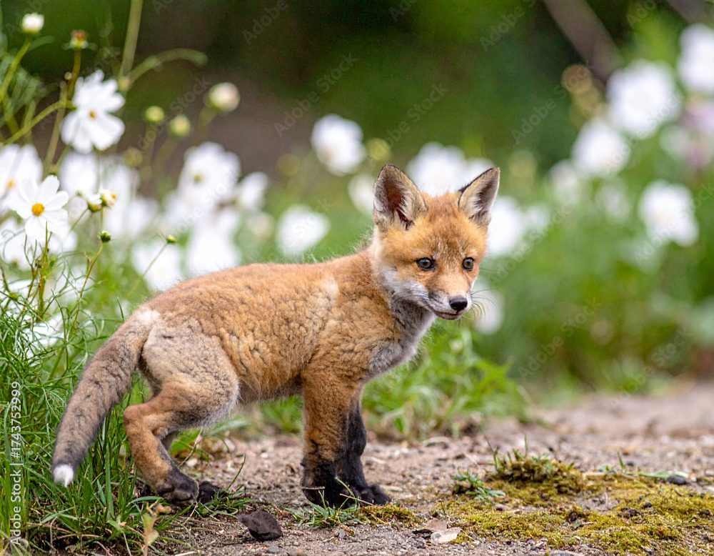 Fototapeta premium Baby red fox