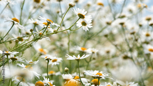 field daisies. chamomiles on summer day. white wild flower. Collecting pharmacy chamomile for chamomile tea. Medicinal plant. beauty of nature. copy space. space for text. isolated, background. macro