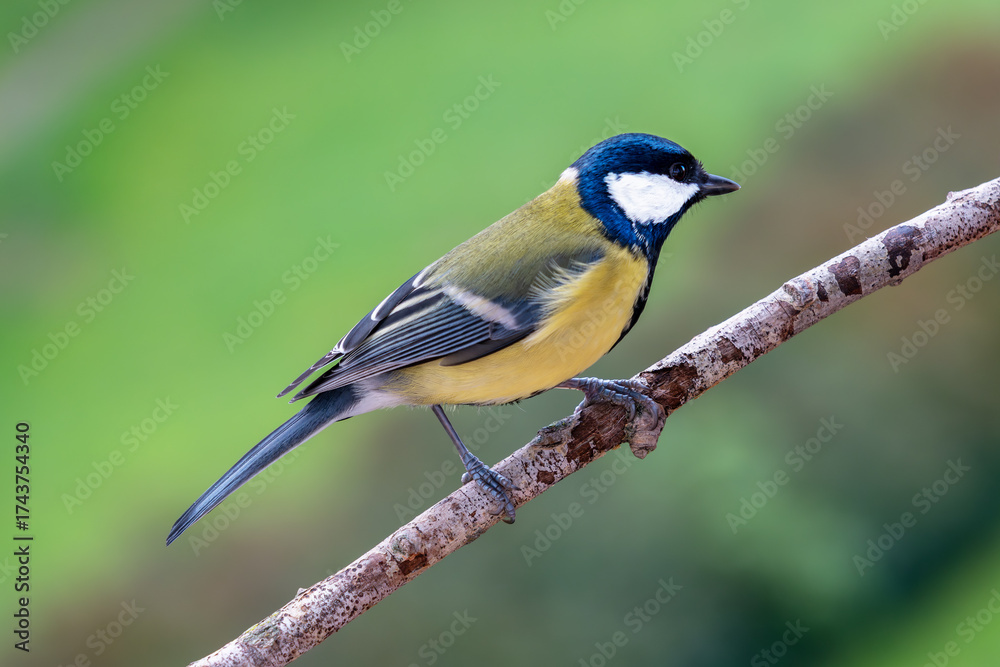 Fototapeta premium Sikorka bogatka (Parus major)