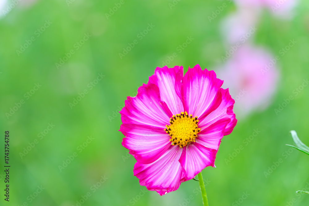 Fototapeta premium 濃いピンクと白が美しいコスモスの花のクローズアップ